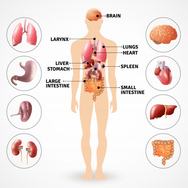 Corpo umano: 5 elementi da ripassare per il Test di Medicina